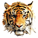 Tiger Home and Building Inspections photo or logo